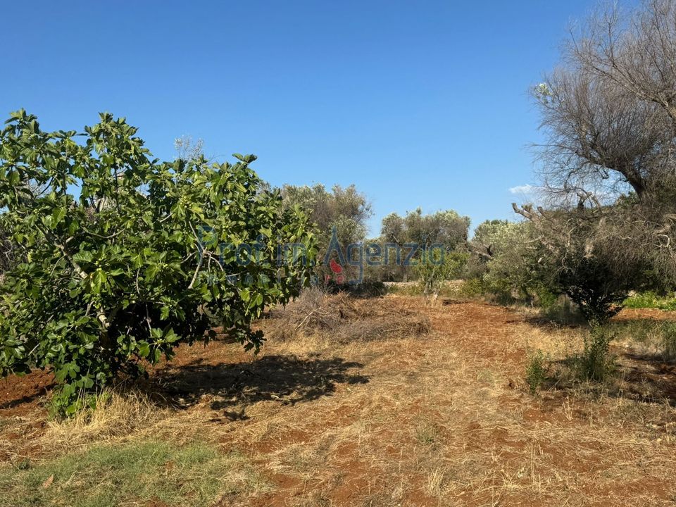Helårsgrund i San Vito dei Normanni, Brindisi - foto 3